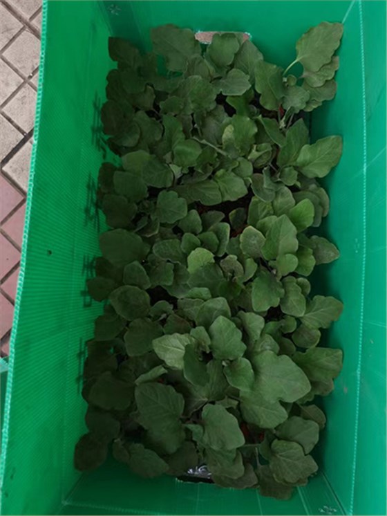 中空板周轉(zhuǎn)箱種苗行業(yè)應用